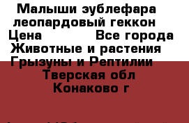 Малыши эублефара ( леопардовый геккон) › Цена ­ 1 500 - Все города Животные и растения » Грызуны и Рептилии   . Тверская обл.,Конаково г.